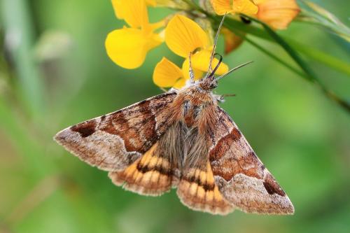 Réf. 306 688 : Euclidia glyphica